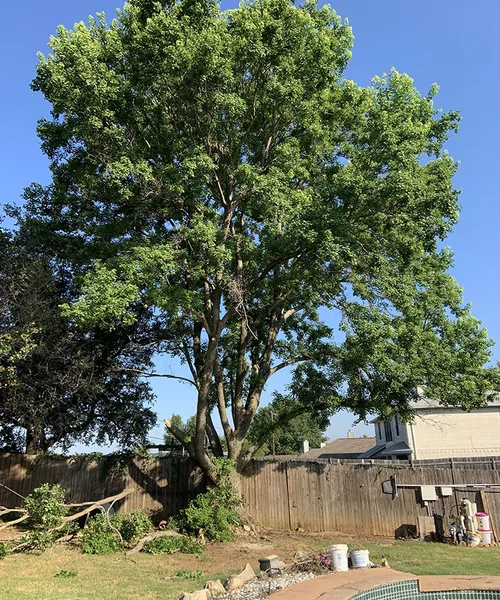 Tree Removal in Fort Worth 
